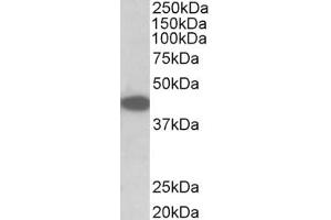 Image no. 1 for anti-Tribbles Homolog 1 (TRIB1) (AA 304-317) antibody (ABIN1104819) (TRIB1 anticorps  (AA 304-317))