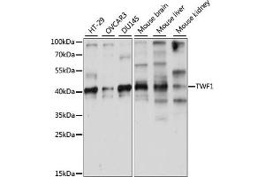 Western blot analysis of extracts of various cell lines, using TWF1 antibody (ABIN7271105) at 1:1000 dilution. (TWF1 anticorps  (AA 101-350))