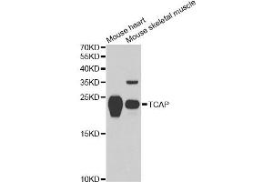 Western blot analysis of extracts of various cell lines, using TCAP antibody. (TCAP anticorps)