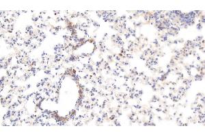 Detection of HRG in Rat Lung Tissue using Monoclonal Antibody to Histidine Rich Glycoprotein (HRG)