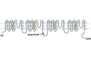Representative domain view of the target of ABIN7884827.
