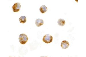 Immunohistochemistry (IHC) image for anti-Interleukin 23 (IL23) (C-Term) antibody (ABIN1030436) (IL23 anticorps  (C-Term))