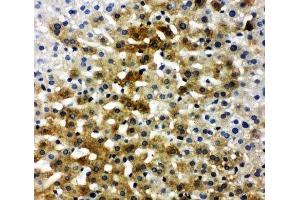 IHC-P: BSP antibody testing of rat liver tissue (IBSP anticorps  (C-Term))