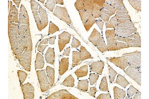 ABIN6257810 and ABIN6275794 at 1/100 staining rat muscle tissue by IHC-P.