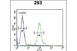 anti-Kinesin Light Chain 2 (KLC2) (AA 403-432), (C-Term) antibody