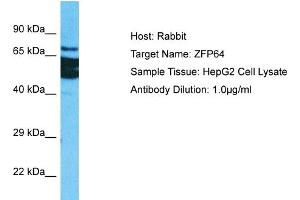Host: Rabbit Target Name: ZFP64 Sample Tissue: Human HepG2 Whole Cell Antibody Dilution: 1ug/ml (ZFP64 anticorps  (C-Term))