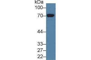 Detection of HDC in Human 293T cell lysate using Polyclonal Antibody to Histidine Decarboxylase (HDC) (HDC anticorps  (AA 160-369))
