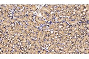Detection of APOA4 in Mouse Kidney Tissue using Polyclonal Antibody to Apolipoprotein A4 (APOA4)