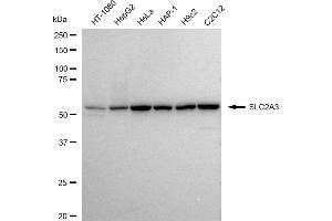 Western blotting analysis using SLC2A3 antibody (ABIN7800388).