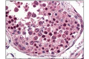 Image no. 3 for anti-Nanog Homeobox (NANOG) (C-Term) antibody (ABIN374808) (Nanog anticorps  (C-Term))
