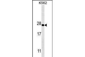 PS Antibody (ABIN1539887 and ABIN2843849) western blot analysis in K562 cell line lysates (35 μg/lane). (PSMA5 anticorps)
