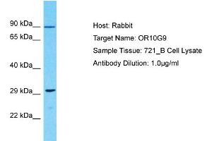 Host: Rabbit Target Name: OR10G9 Sample Type: 721_B Whole Cell lysates Antibody Dilution: 1. (OR10G9 anticorps  (C-Term))