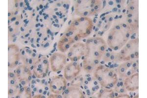 DAB staining on IHC-P; Samples: Rat Kidney Tissue (FGF15 anticorps  (AA 25-218))