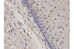 Immunohistochemistry (IHC) image for anti-Growth Arrest and DNA-Damage-Inducible, alpha (GADD45A) antibody (ABIN1872770) (GADD45A anticorps)