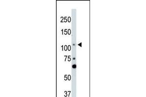 Antibody is used in Western blot to detect LATS2 in NIH-3T3 cell lysate. (LATS2 anticorps  (AA 228-258))