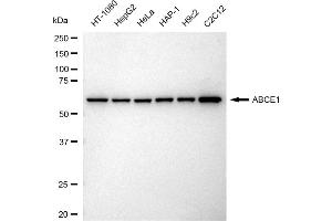 Western blotting analysis using ABCE1 antibody (ABIN7797688).
