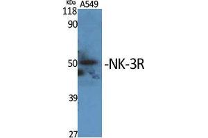 Western Blot (WB) analysis of specific cells using NK-3R Polyclonal Antibody.