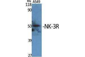 Western Blot (WB) analysis of specific cells using NK-3R Polyclonal Antibody. (TACR3 anticorps  (C-Term))