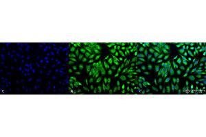 Immunocytochemistry/Immunofluorescence analysis using Rabbit Anti-PDI Polyclonal Antibody .