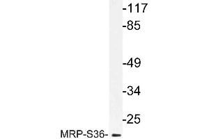 Western blot (WB) analysis of MRP-S36 antibody in extracts from HepG2 cells. (MRPS36 anticorps)