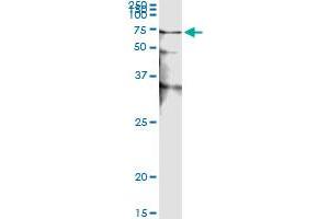 Immunoprecipitation of STK38 transfected lysate using anti-STK38 monoclonal antibody and Protein A Magnetic Bead , and immunoblotted with STK38 MaxPab rabbit polyclonal antibody.