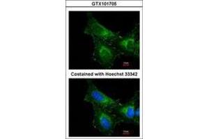 Image no. 3 for anti-Peroxiredoxin 1 (PRDX1) (AA 19-116) antibody (ABIN467365) (Peroxiredoxin 1 anticorps  (AA 19-116))