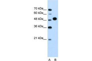 Western Blotting (WB) image for anti-Makorin Ring Finger Protein 1 (MKRN1) antibody (ABIN2462668) (MKRN1 anticorps)