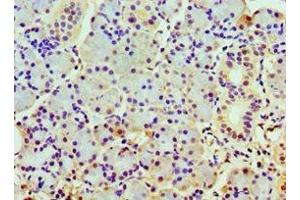 Immunohistochemistry of paraffin-embedded human pancreatic tissue using ABIN7148498 at dilution of 1:100