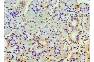 Immunohistochemistry of paraffin-embedded human pancreatic tissue using ABIN7148498 at dilution of 1:100 (COPS7A anticorps  (AA 1-275))
