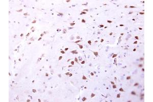IHC-P Image ENSA antibody detects ENSA protein at cytosol on mouse fore brain by immunohistochemical analysis. (Ensa anticorps)