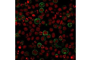 Immunofluorescent Staining of Raji cells using CD86 Rabbit Recombinant Monoclonal Antibody (C86/2160R) followed by goat anti-rabbit IgG conjugated with CF488 (green).