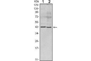 Western blot analysis using Apoa5 mouse mAb against human serum (1) and Apoa5 recombinant protein (2). (Apoa5(ab) (AA 20-363) anticorps)