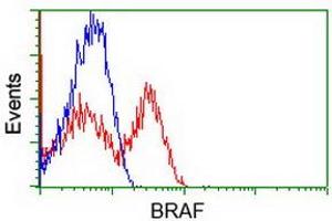 Flow Cytometry (FACS) image for anti-B-Raf proto-oncogene, serine/threonine kinase (BRAF) antibody (ABIN1496951) (BRAF anticorps)