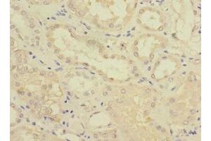 Immunohistochemistry of paraffin-embedded human kidney tissue using ABIN7153109 at dilution of 1:100