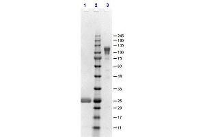 SDS-PAGE results of Goat F(ab')2 Anti-Rabbit IgG F(c) Antibody. (Chèvre anti-Lapin IgG (Fc Region) Anticorps - Preadsorbed)