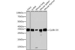 Western blot analysis of extracts of various cell lines, using Cyclin D3 Rabbit mAb (ABIN1681042, ABIN3018381, ABIN3018382 and ABIN7101605) at 1:1000 dilution.