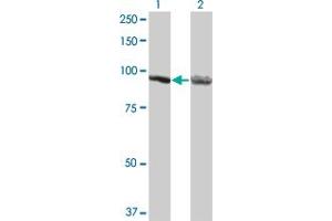 Western Blot analysis of AMPD2 expression in transfected 293T cell line by AMPD2 monoclonal antibody (M05), clone 3C5. (AMPD2 anticorps  (AA 86-185))