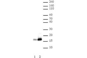 Histone H2B acetyl Lys16 pAb tested by Western blot. (Histone H2B anticorps  (acLys16))