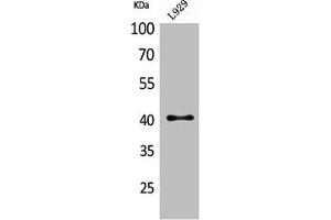 Western Blot analysis of L929 cells using CKR-4 Polyclonal Antibody (CCR4 anticorps  (N-Term))
