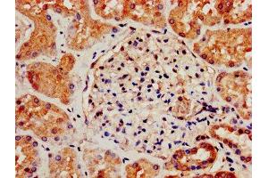 IHC image of ABIN7170573 diluted at 1:800 and staining in paraffin-embedded human kidney tissue performed on a Leica BondTM system. (S1PR3 anticorps  (AA 303-378))