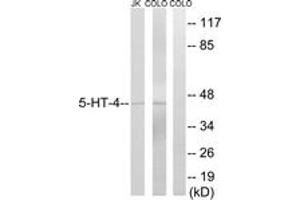 Western blot analysis of extracts from Jurkat/COLO205, using 5-HT-4 Antibody.