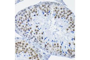 Immunohistochemistry of paraffin-embedded mouse testis using PTBP2 Rabbit pAb (ABIN6128372, ABIN6146373, ABIN6146374 and ABIN6221684) at dilution of 1:100 (40x lens). (PTBP2 anticorps  (AA 1-280))