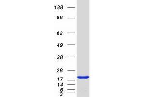 Validation with Western Blot