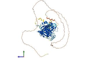 AlphaFold protein structure predicition of Human Recombinant KAT7 Protein, UniprotID O95251