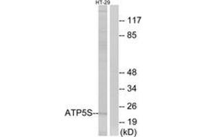Western Blotting (WB) image for anti-ATP Synthase, H+ Transporting, Mitochondrial F0 Complex, Subunit S (Factor B) (ATP5S) (AA 21-70) antibody (ABIN2890144) (ATP5S anticorps  (AA 21-70))