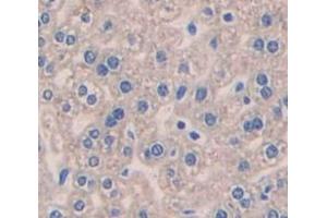 IHC-P analysis of Mouse Tissue, with DAB staining. (Pleiotrophin anticorps  (AA 33-168))