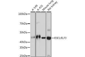 Western blot analysis of extracts of various cell lines, using ESE1/ELF3 Rabbit mAb (ABIN7266885) at 1:1000 dilution.