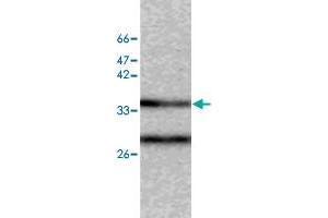 Western blot analysis of SW480 whole cell lystae with CAPZA2 monoclonal antibody, clone 40  at 1:500 dilution. (CAPZA2 anticorps)