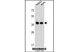 Western blot analysis in HepG2,A549 cell line lysates (35ug/lane). (ERLIN1 anticorps  (AA 244-273))