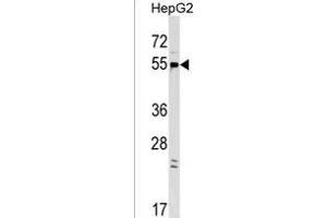 GPR22 Antibody (Center) (ABIN1537789 and ABIN2849173) western blot analysis in HepG2 cell line lysates (35 μg/lane). (GPR22 anticorps  (AA 122-148))
